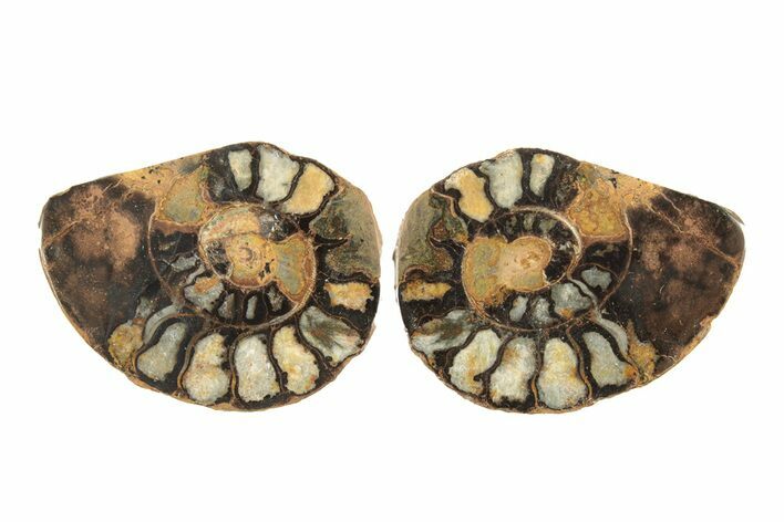 Sliced, Iron Replaced Fossil Ammonite - Morocco #269506
